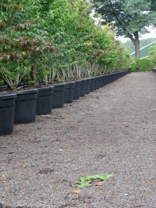 Trees in Container Ruud van den Berk