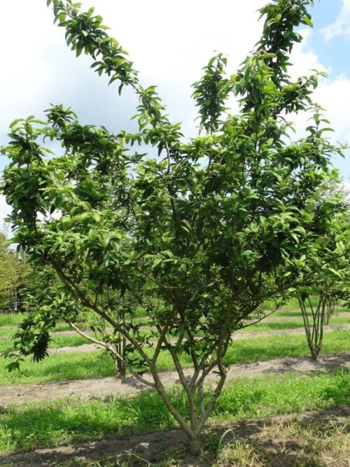 Mespilus germanica Archieven Ruud van den Berk