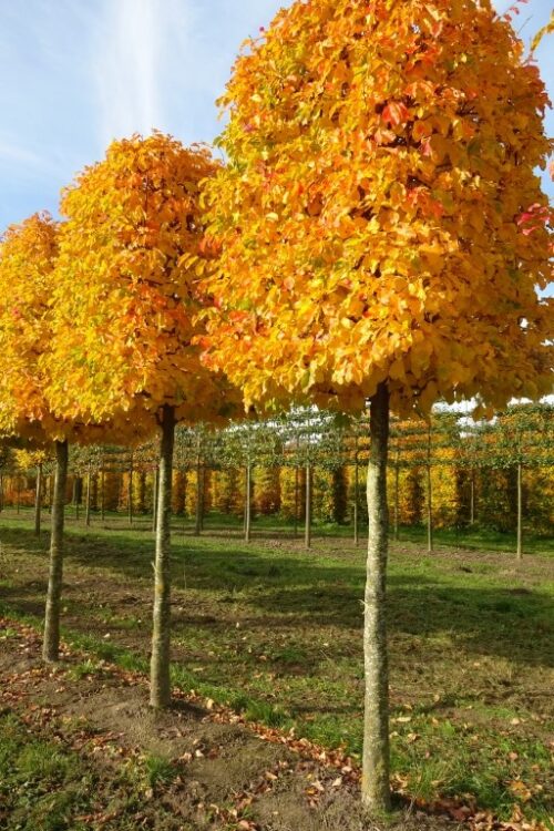 Parrotia persica Ruud van den Berk